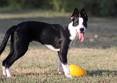 Jolly Pets Jolly Egg Dog Toy Medium 8 Inches Red | Erratic Motion Fetch & Float Toy thumbnail 6