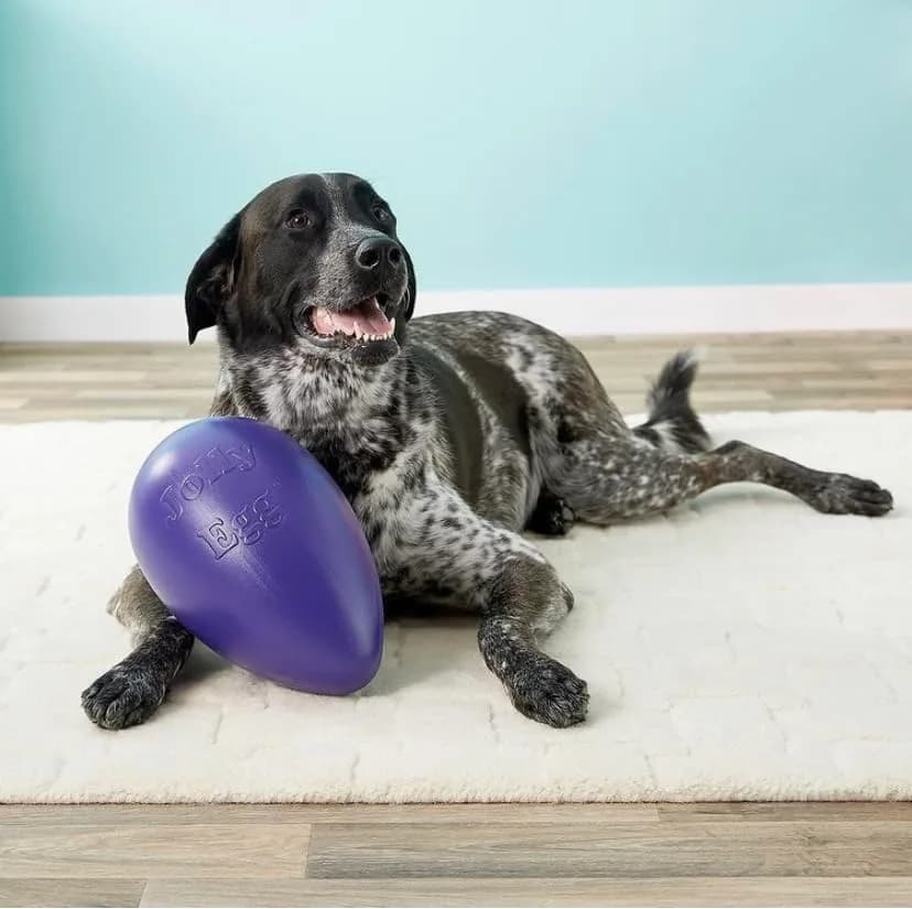 Jolly Pets Jolly Egg Dog Toy Medium 8 Inches Red | Erratic Motion Fetch & Float Toy thumbnail 7