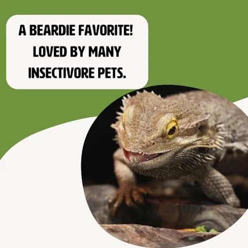 Fluker's Freeze Dried Grasshoppers 48g (1.7 oz) | Nutrient-Packed Reptile Food thumbnail 4