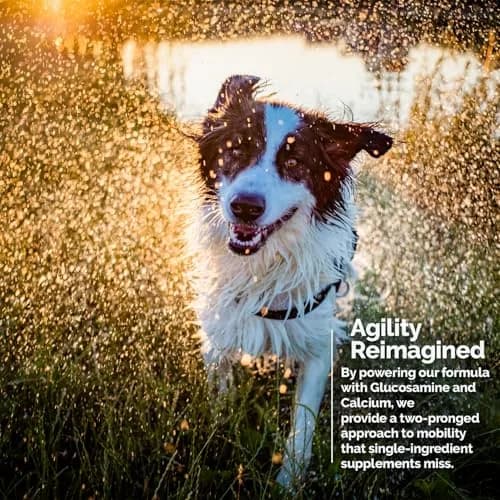 Vita-Tabs Multivitamin & Mineral Supplement for Dogs | Liver Flavored Chewable Tablets for Skin, Coat & Energy, 60 Chews thumbnail 6