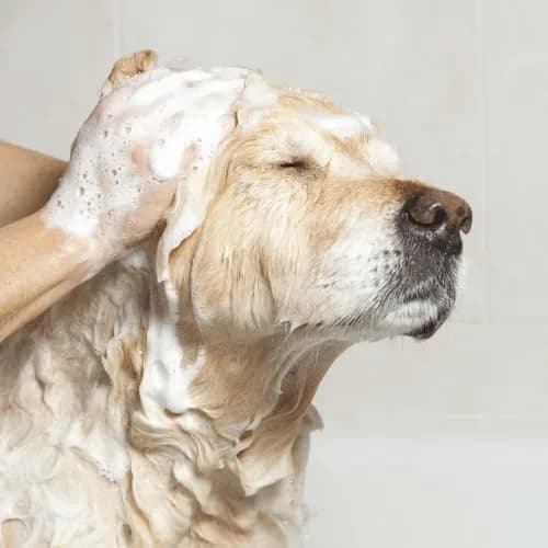 EfaLyt Pet Shampoo and Cream Rinse Set, Hypoallergenic Formula with Essential Fatty Acids, 12 fl oz (Cream Rinse) | Natural Moisturizing for Pets thumbnail 3