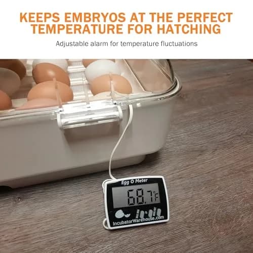 Incubator Warehouse Egg-O-Meter Egg Thermometer with Large LCD, Min/Max Memory, 36-inch Cord, Alarm, Synthetic Egg Probe thumbnail 3