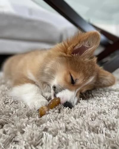 Nylabone Puppy Chew Teething Ring Bone Dog Toy, Chicken Flavor, X-Small (1.75 in Height x 3.75 in Length x 0.5 in Width) thumbnail 8