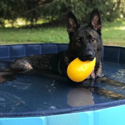 Jolly Pets Jolly Egg Herding Dog Toy, 8-inch (20.3 cm) Yellow | Unpredictable Chase & Float Fun thumbnail 8