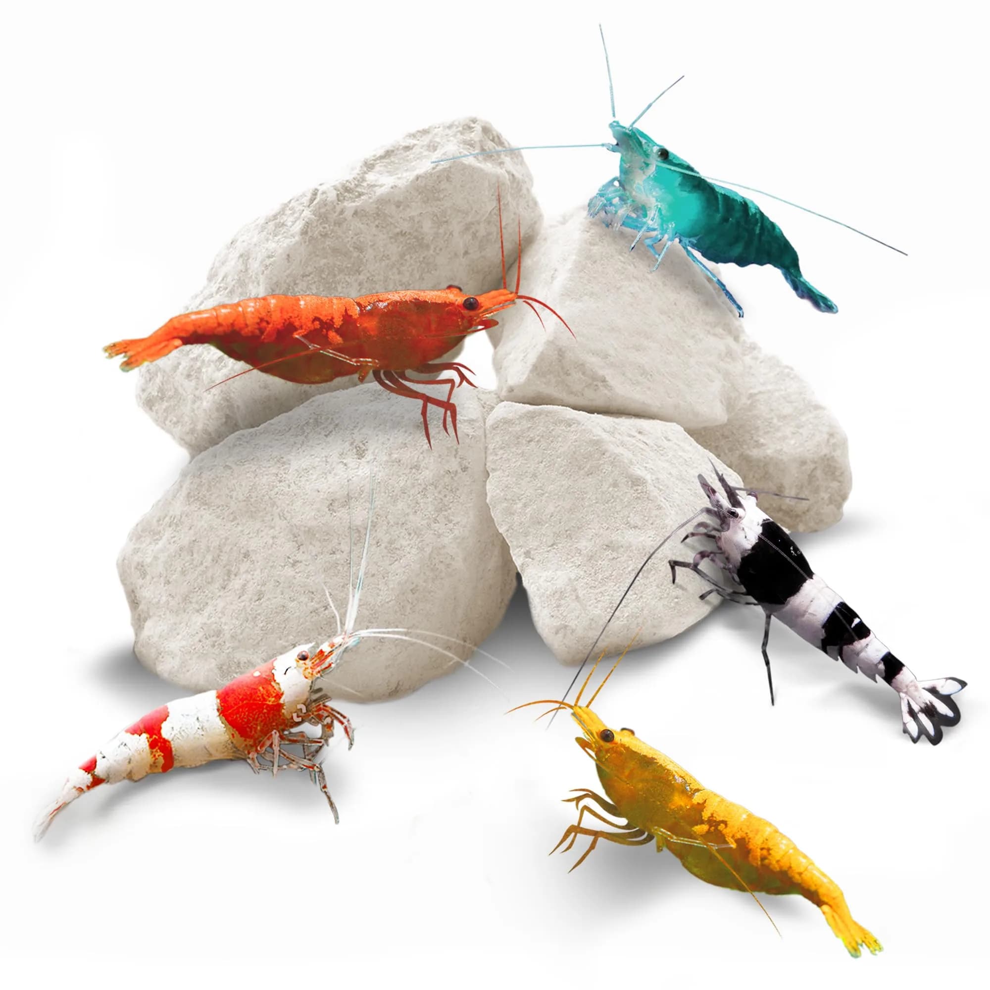SunGrow Shrimp Rocks - Calcium & Magnesium for Crustaceans, 60g (2 oz) | Enhances Color & Shell Health - main product image