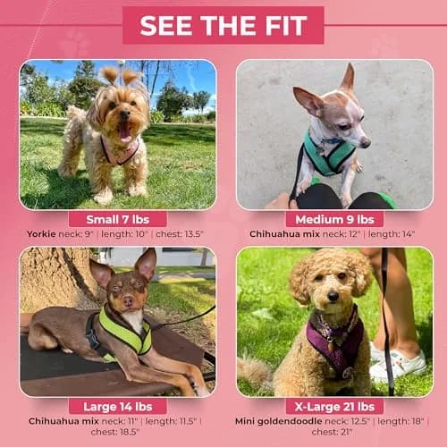Gooby Comfort X Head-in Dog Harness, Choke-Free, Black, Medium (14.25-18.75" Chest) | Patented X Frame for Reduced Neck Stress thumbnail 5