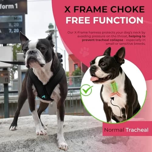 Gooby Comfort X Head-in Dog Harness, Choke-Free, Black, Medium (14.25-18.75" Chest) | Patented X Frame for Reduced Neck Stress thumbnail 6