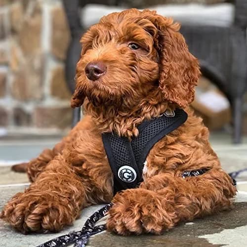 Gooby Comfort X Head-in Dog Harness, Choke-Free, Black, Medium (14.25-18.75" Chest) | Patented X Frame for Reduced Neck Stress thumbnail 2
