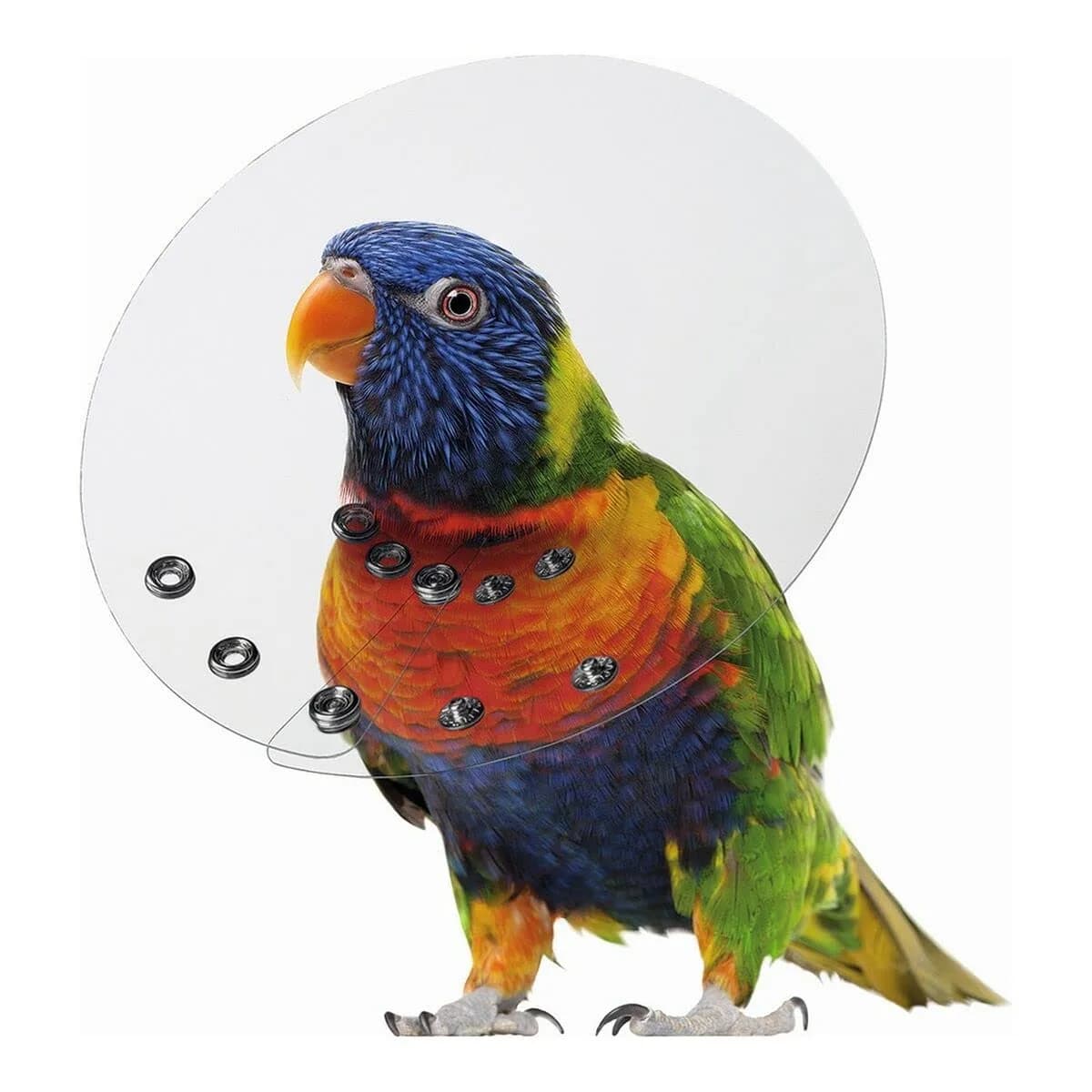 KONG Bird E-Collar 2-2.75/6" | Feather Picking & Scratching Relief - main product image