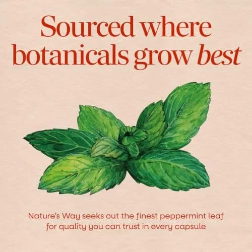 Nature's Way Peppermint Leaf Capsules, 700 mg | Traditional Digestive Support (110 chars) thumbnail 3