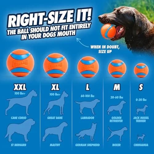 Chuckit! Ultra Ball Dog Toy Medium 2.5in (6.4cm) for Breeds 20-60lbs | High Bounce Fetch Ball thumbnail 4