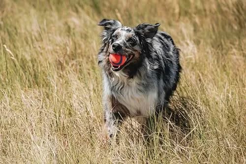 Chuckit! Ultra Ball Dog Toy Medium 2.5in (6.4cm) for Breeds 20-60lbs | High Bounce Fetch Ball thumbnail 2