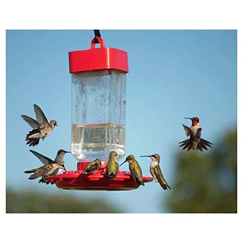 Kaytee Hummingbird ElectroNectar 64 oz | Hydrating Wild Bird Food with Electrolytes thumbnail 6