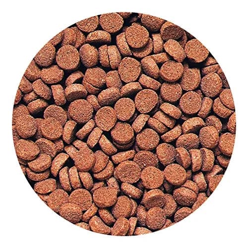 Hikari Sinking Carnivore Pellets for Pets, 74g (2.61 oz) | Balanced Diet for Large Carnivorous Fish thumbnail 3