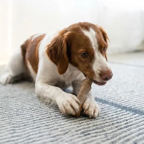 Pupstages Dogwood Stick Dog Chew Toy Medium 7.4" | Real-Wood Blend for Moderate Chewers thumbnail 5