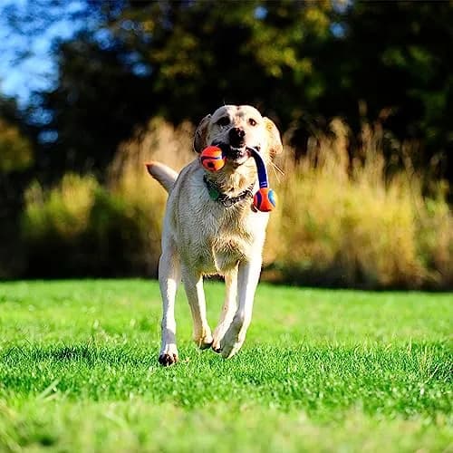 Chuckit! Ultra Duo Tug Toy for Small Dogs (0-20 lbs) | Durable Tug & Fetch Toy for Indoor/Outdoor Play thumbnail 4