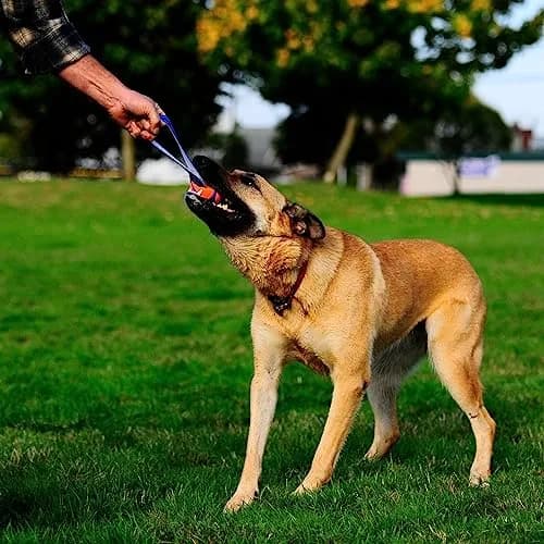 Chuckit! Ultra Tug Dog Toy, Large 3-inch Diameter, 0.1 kg (0.22 lb) | Fetch & Tug Play for Large Breeds thumbnail 2