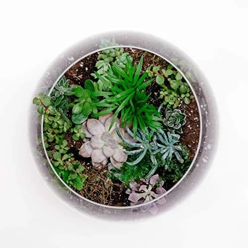 WGVI Clear Bubble Glass Vase 25cm (10") Diameter, 20cm (8") Height | Hand-Blown Decorative Accent Piece thumbnail 4