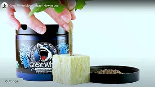 Plant Success Great White Premium Mycorrhizae 1 oz (28.35 g) | Beneficial Bacteria & Trichoderma Root Stimulator thumbnail 3