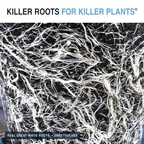 Plant Success Great White Mycorrhizal Fungi 4 oz (113g) | Beneficial Bacteria for Plant Growth thumbnail 5