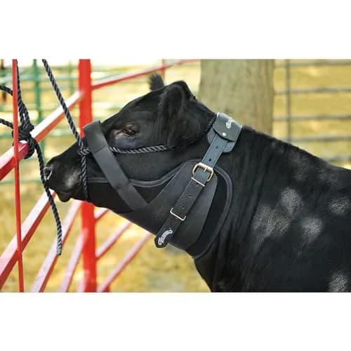 Weaver Livestock Kirk Stierwalt Neck Sweat System Large Black | Neoprene Neck Protector for Cattle thumbnail 3