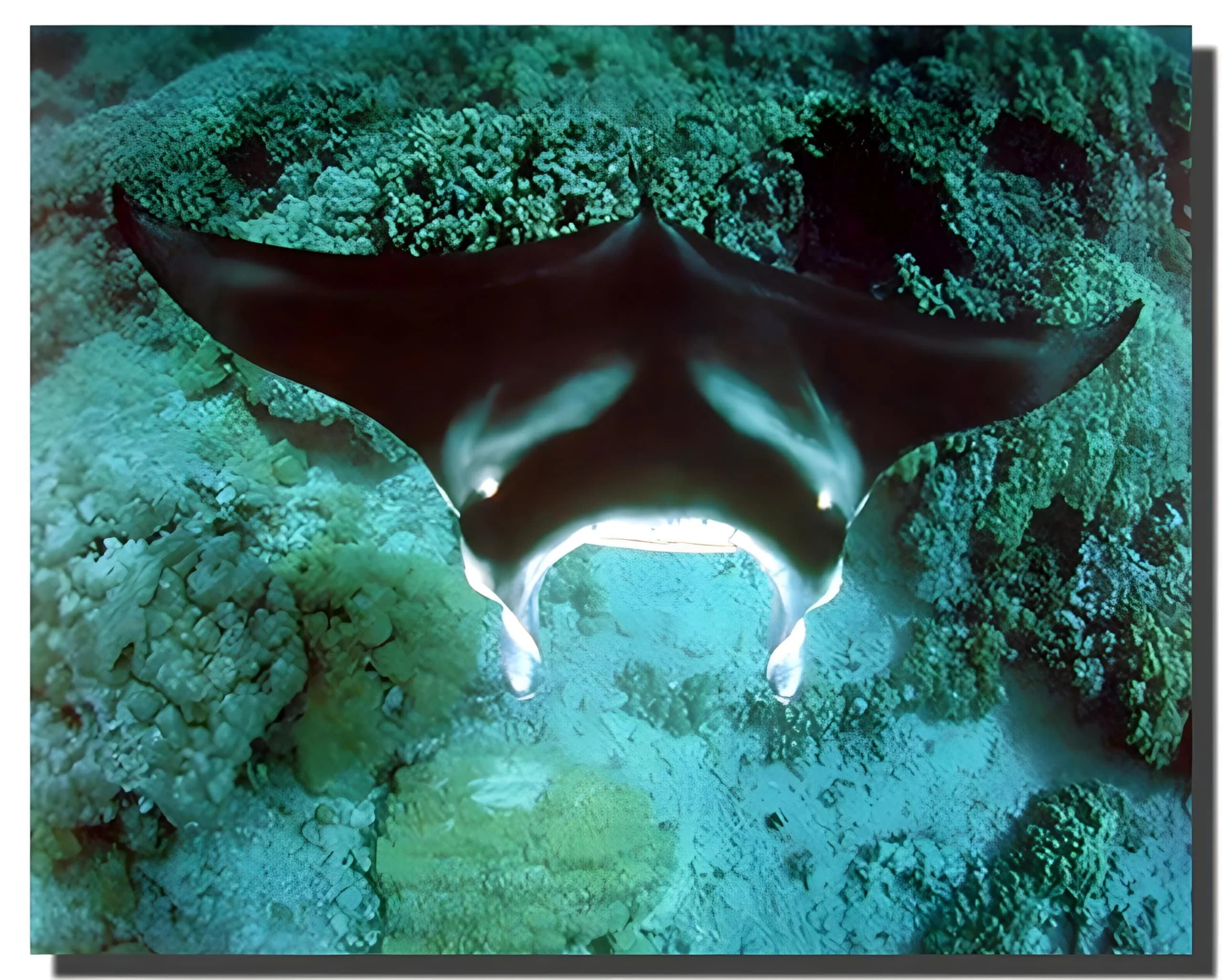 Impact Posters Gallery Underwater Ocean Animal Manta Ray Sea Life Wall Decor 16x20 | Vibrant Marine Scene - main product image