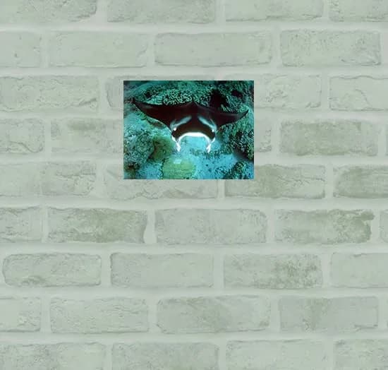 Impact Posters Gallery Underwater Ocean Animal Manta Ray Sea Life Wall Decor 16x20 | Vibrant Marine Scene thumbnail 3