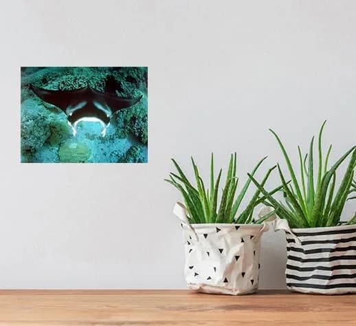 Impact Posters Gallery Underwater Ocean Animal Manta Ray Sea Life Wall Decor 16x20 | Vibrant Marine Scene thumbnail 6