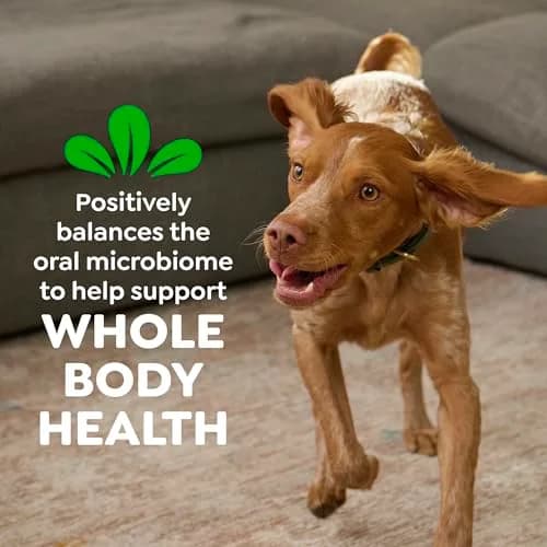 Greenies Teenie Original Natural Dental Dog Treats, Chicken, 22 Count | Vet-Recommended for Small Dogs (5-15 lbs) thumbnail 8
