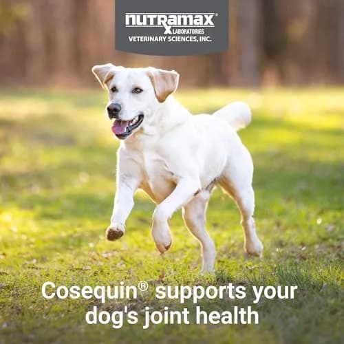 Nutramax Cosequin Joint Supplement for Dogs, MSM+HA, 250 Chew Tablets | Supports Joints, All Breeds & Sizes, All Ages thumbnail 3