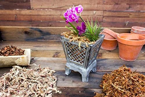 SuperMoss Orchid Sphagnum Moss 1.11 kg (2 lb) Bag | Premium Long Fiber for Orchids & Succulents thumbnail 5