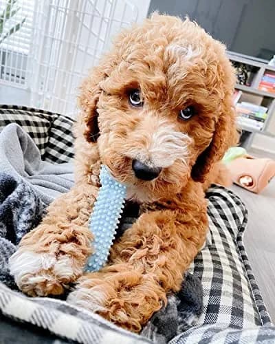 Nylabone Puppy Chew Blue Textured Teething Dog Bone X-Small | Soothes Gums & Cleans Teeth thumbnail 2