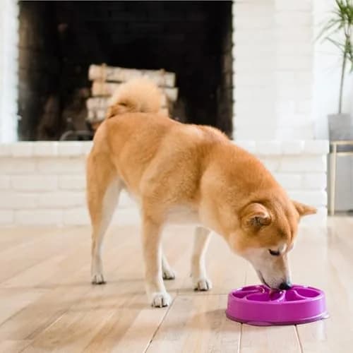 Outward Hound Fun Feeder Slow Bowl Medium 2-Cup Capacity Purple Flower Pattern | Slow Eating Dog Bowl thumbnail 6
