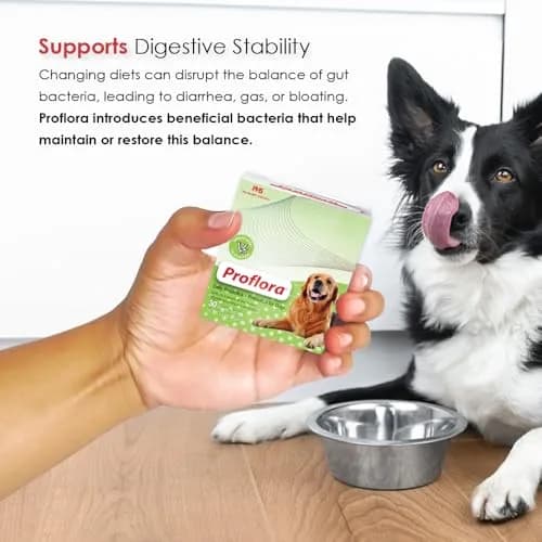 Proflora Probiotics & Prebiotics for Dogs 30 Sachets | Supports Gut & Immune Health thumbnail 5