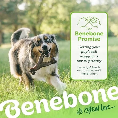 Benebone Wishbone Durable Dog Chew Toy for Aggressive Chewers, Real Chicken Flavor, Small | Tough Nylon Toy for Any Breed thumbnail 6