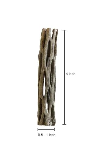 SoShrimp Natural Cholla Wood for Aquarium Decoration Shrimp and Fish Tank 10.16cm (4 Inch (3 Pack)) | Natural Aesthetic Appeal thumbnail 5