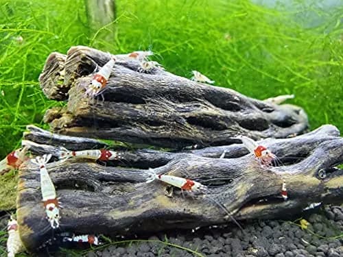 SoShrimp Natural Cholla Wood for Aquarium Decoration Shrimp and Fish Tank 10.16cm (4 Inch (3 Pack)) | Natural Aesthetic Appeal thumbnail 2