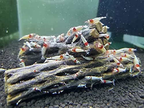 SoShrimp Natural Cholla Wood for Aquarium Decoration Shrimp and Fish Tank 10.16cm (4 Inch (3 Pack)) | Natural Aesthetic Appeal thumbnail 3