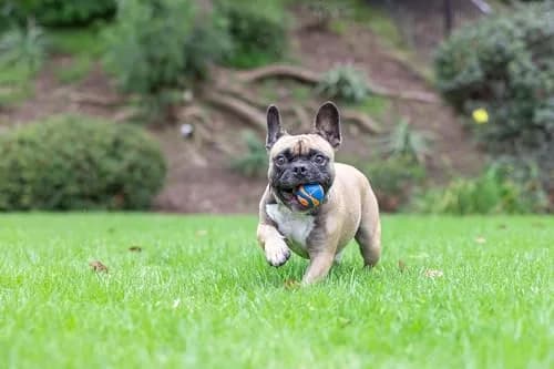 Chuckit! Ultra Squeaker Ball Dog Fetch Toy, Small 2in (5cm), 1 Pack | Durable Rubber for Fetch & Play thumbnail 5