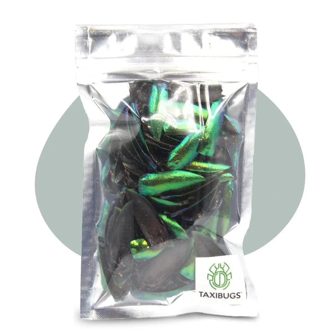 Angelwing Jewel Beetle Elytra Green Wings 200 Pcs | Natural Taxidermy Jewelry Supplies — Green