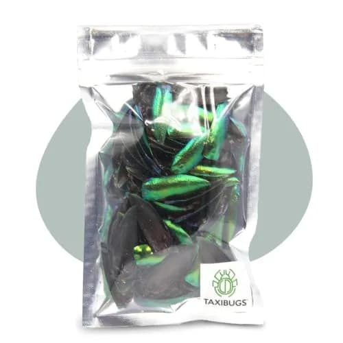 Angelwing Jewel Beetle Elytra Green Wings 200 Pcs | Natural Taxidermy Jewelry Supplies thumbnail 1