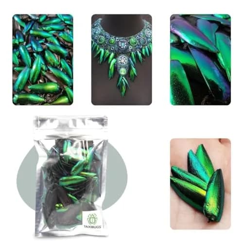 Angelwing Jewel Beetle Elytra Green Wings 200 Pcs | Natural Taxidermy Jewelry Supplies thumbnail 7