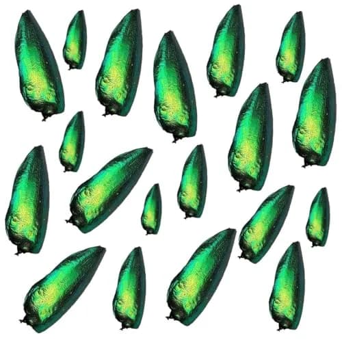 Angelwing Jewel Beetle Elytra Green Wings 200 Pcs | Natural Taxidermy Jewelry Supplies thumbnail 2