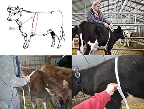 WIN TAPE Professional Cattle Weight (KG) & Height (CM) Tape Measure | Accurate Livestock Measurement thumbnail 5