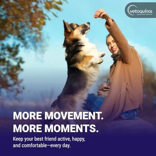 Vetoquinol Flexadin Advanced Hip and Joint Supplement for Dogs & Cats, 60 Chews | Clinically Proven Vet-Approved Formula thumbnail 8