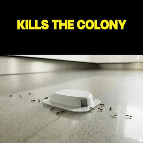 Raid Ant Killer Baits 4 Count | Kills Colony & Ants for 3 Months thumbnail 2