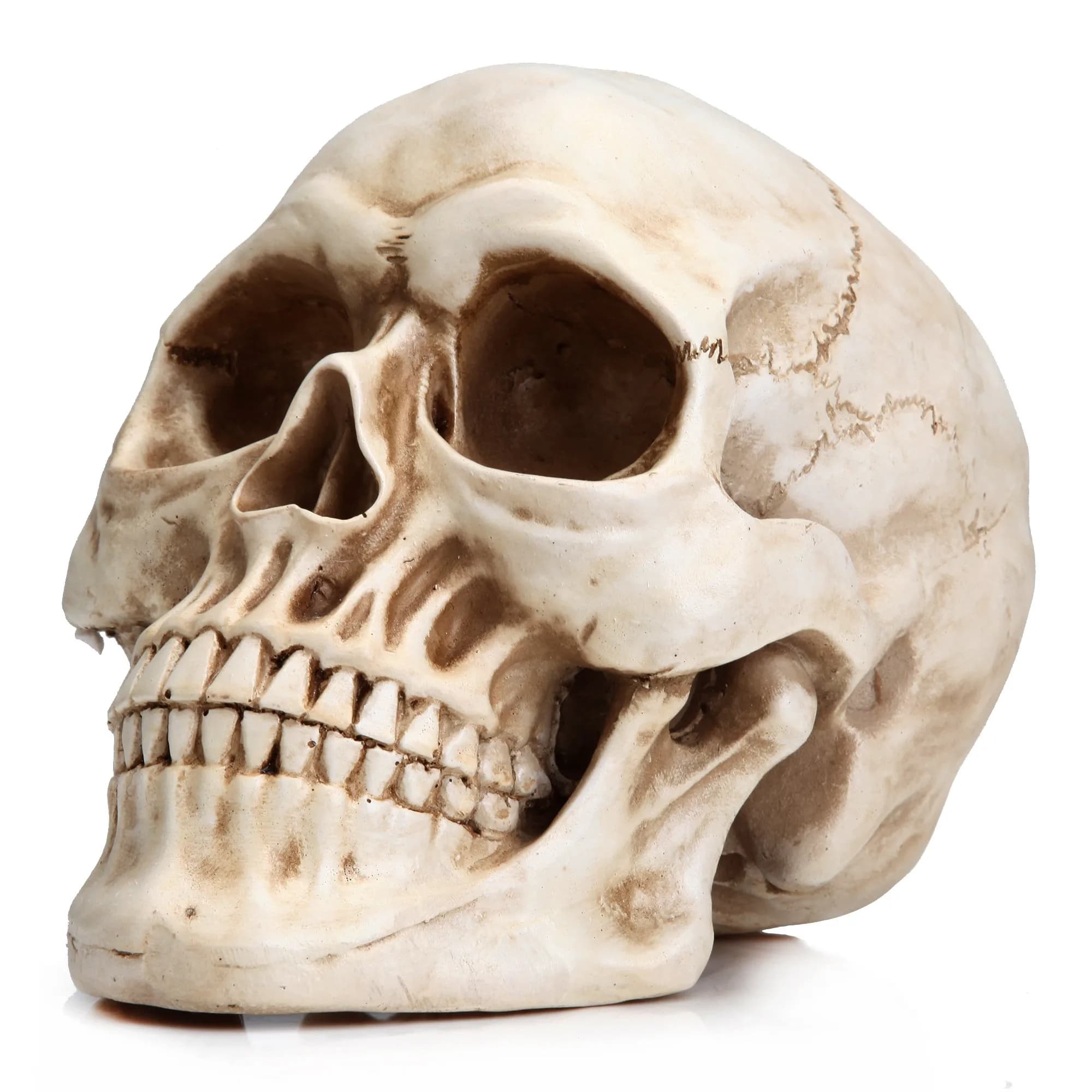 READAEER Halloween Skull Head, Life Size Resin Skull, Large Size Adult Skull Model for Home Decoration, Halloween Skull Statue (White) - main product image