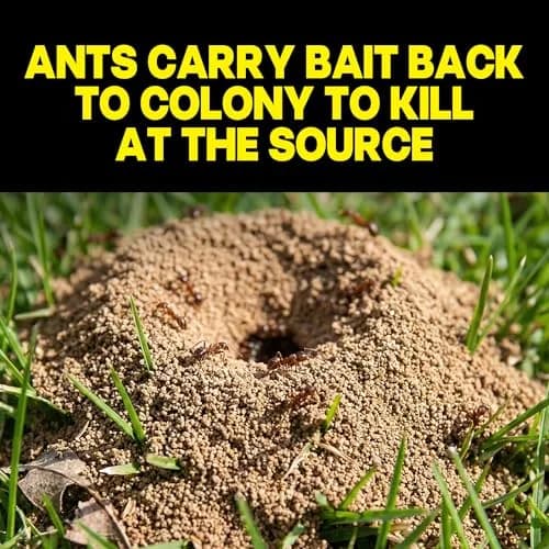 Raid Ant Killer Baits, Child Resistant, 8 Count | Kills Ants Where They Hide thumbnail 3