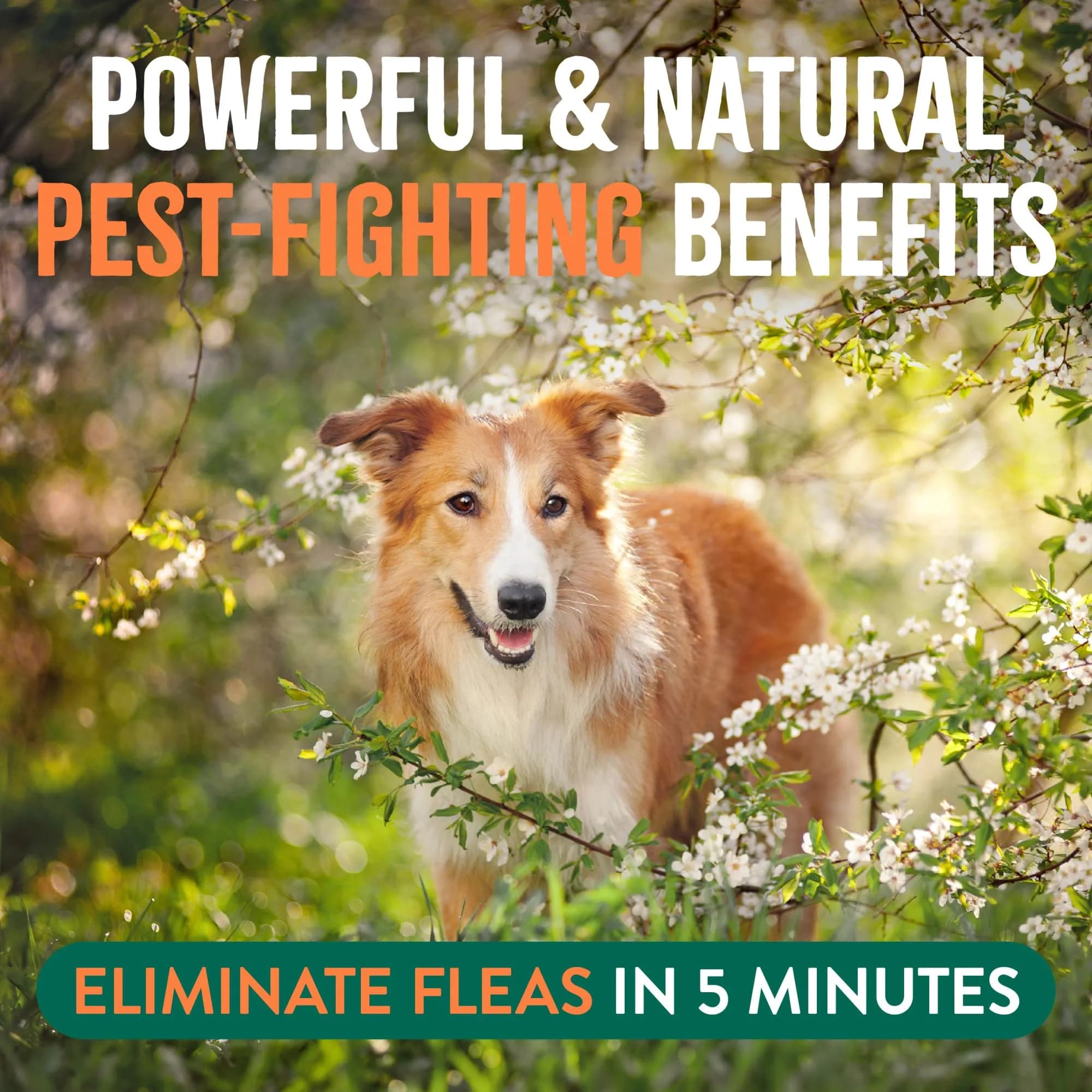 TropiClean Maximum Strength Flea Spray for Dogs & Home 16oz | Natural Flea & Tick Control — 32 Fl Oz / Home Spray thumbnail 3