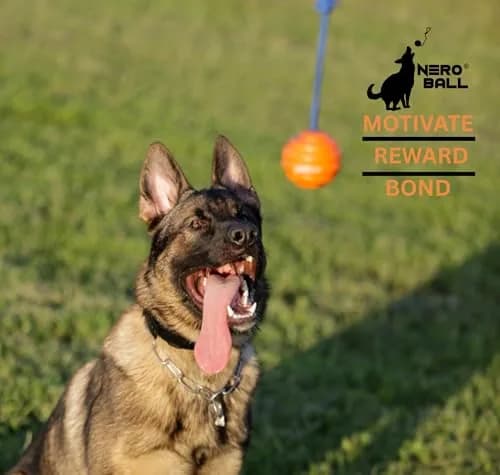 The Nero Ball Pro K-9 Dog Training Ball on Rope – 2.75″ Heavy-Duty Natural Rubber Reward & Tug Toy with Nylon Handle thumbnail 3